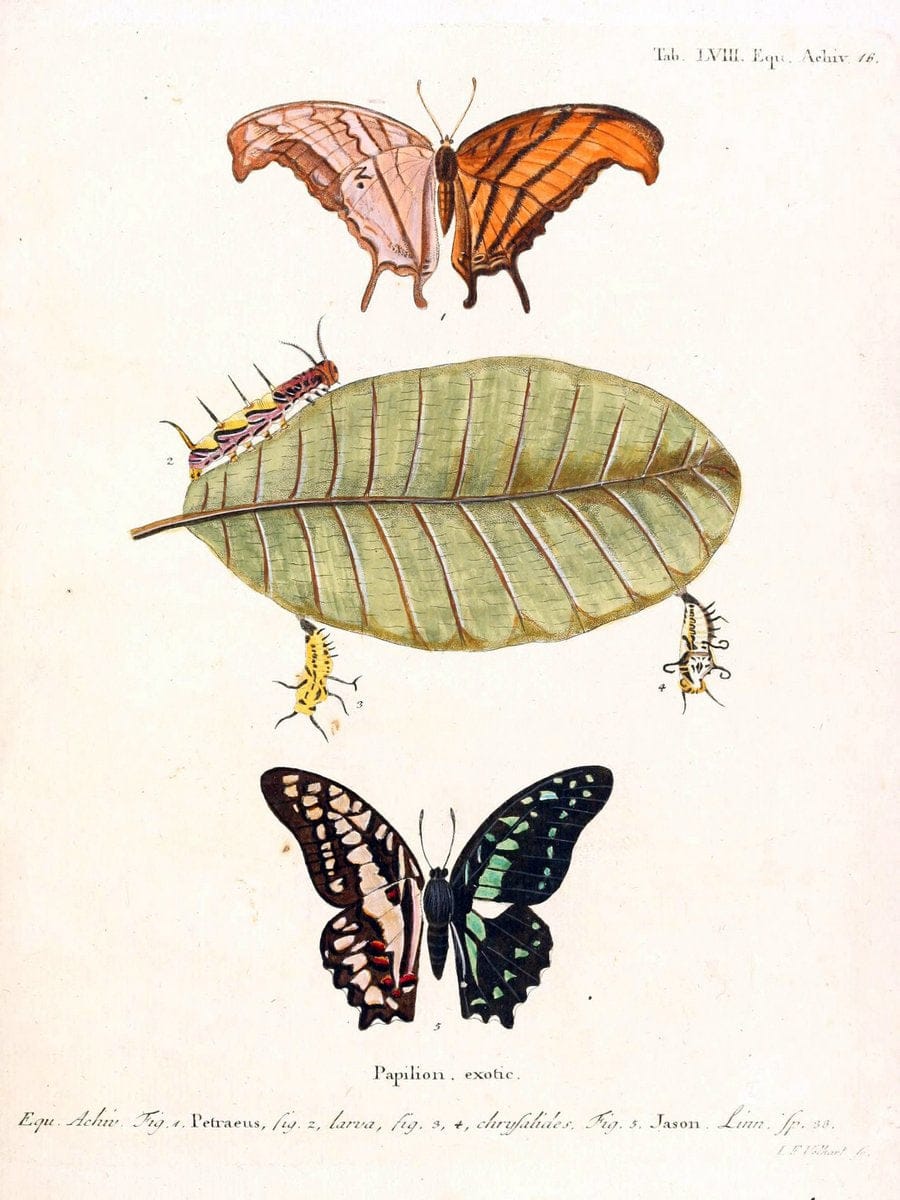 Die auslÃ¤ndischen Schmetterlinge in Abbildungen nach der Natur. v.2, :im Verlage der Expedition des Esperschen Schmetterlings-und des Schreber'schen SÃ¤ugthierwerkes,[1830] |Vintage Reproduction 471304
