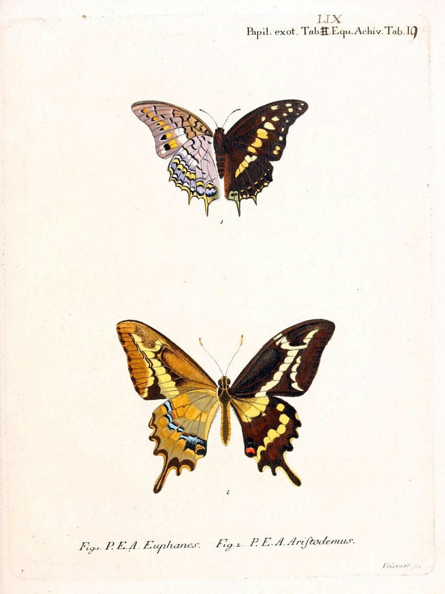 Die auslÃ¤ndischen Schmetterlinge in Abbildungen nach der Natur. v.2, :im Verlage der Expedition des Esperschen Schmetterlings-und des Schreber'schen SÃ¤ugthierwerkes,[1830] |Vintage Reproduction 471305