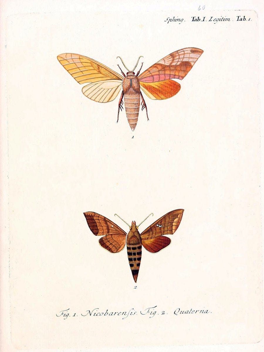 Die auslÃ¤ndischen Schmetterlinge in Abbildungen nach der Natur. v.2, :im Verlage der Expedition des Esperschen Schmetterlings-und des Schreber'schen SÃ¤ugthierwerkes,[1830] |Vintage Reproduction 471306