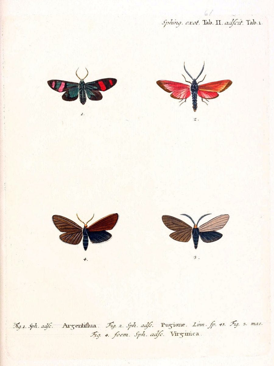 Die auslÃ¤ndischen Schmetterlinge in Abbildungen nach der Natur. v.2, :im Verlage der Expedition des Esperschen Schmetterlings-und des Schreber'schen SÃ¤ugthierwerkes,[1830] |Vintage Reproduction 471307