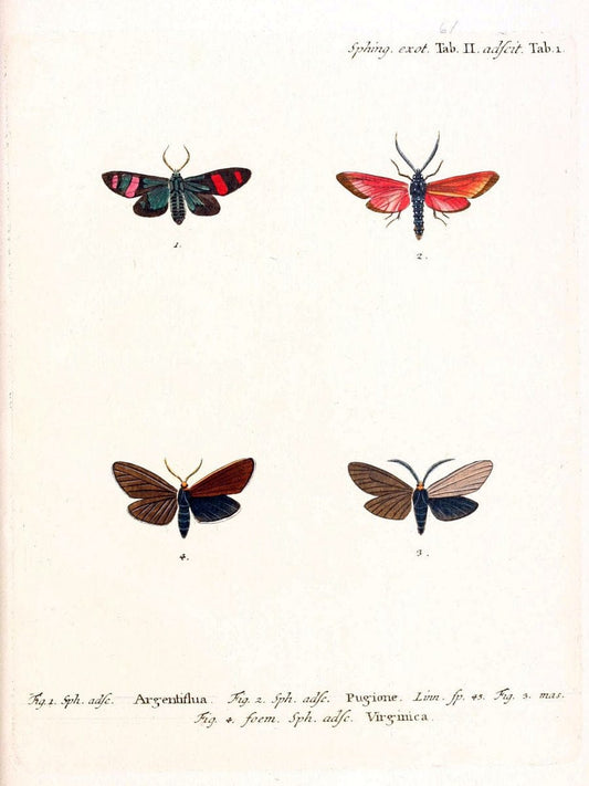Die auslÃ¤ndischen Schmetterlinge in Abbildungen nach der Natur. v.2, :im Verlage der Expedition des Esperschen Schmetterlings-und des Schreber'schen SÃ¤ugthierwerkes,[1830] |Vintage Reproduction 471307