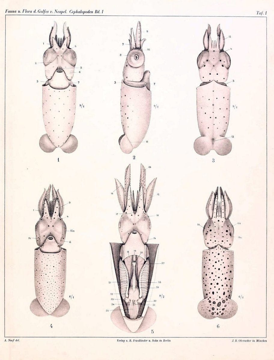 Die Cephalopoden, I. Teil /.Berlin :R. FriedlÃ¤nder & Sohn,1921-1928.. |  | Vintage Print Reproduction 471308