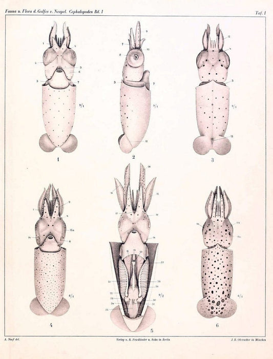 Die Cephalopoden, I. Teil /.Berlin :R. FriedlÃ¤nder & Sohn,1921-1928.. |  | Vintage Print Reproduction 471308