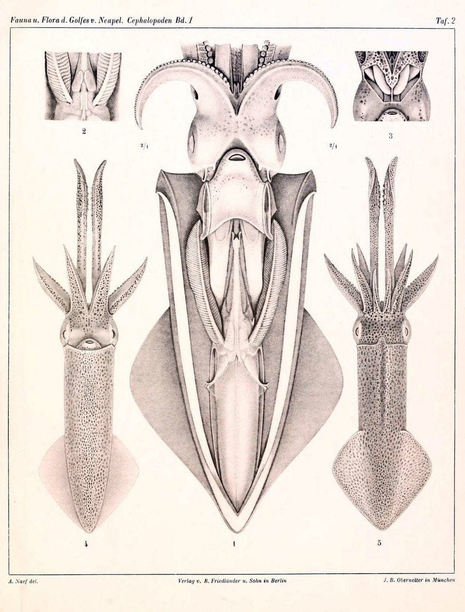 Die Cephalopoden, I. Teil /.Berlin :R. FriedlÃ¤nder & Sohn,1921-1928.. |  | Vintage Print Reproduction 471309