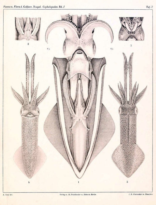 Die Cephalopoden, I. Teil /.Berlin :R. FriedlÃ¤nder & Sohn,1921-1928.. |  | Vintage Print Reproduction 471309