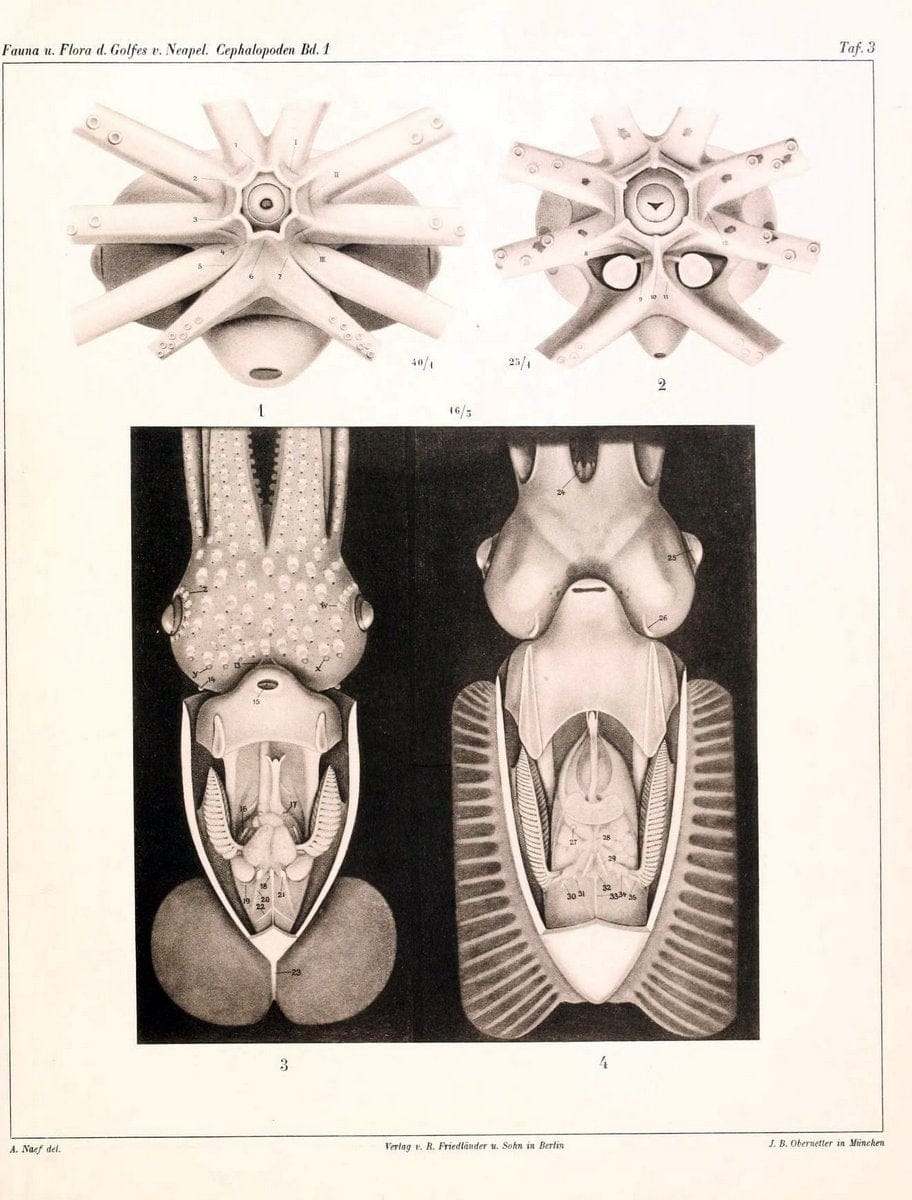 Die Cephalopoden, I. Teil /.Berlin :R. FriedlÃ¤nder & Sohn,1921-1928.. |  | Vintage Print Reproduction 471310