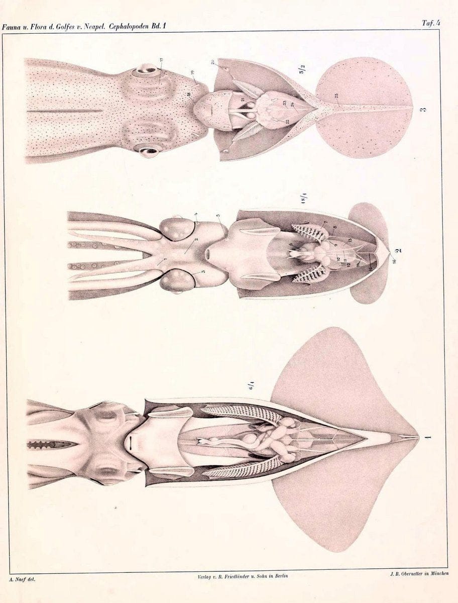 Die Cephalopoden, I. Teil /.Berlin :R. FriedlÃ¤nder & Sohn,1921-1928.. |  | Vintage Print Reproduction 471311
