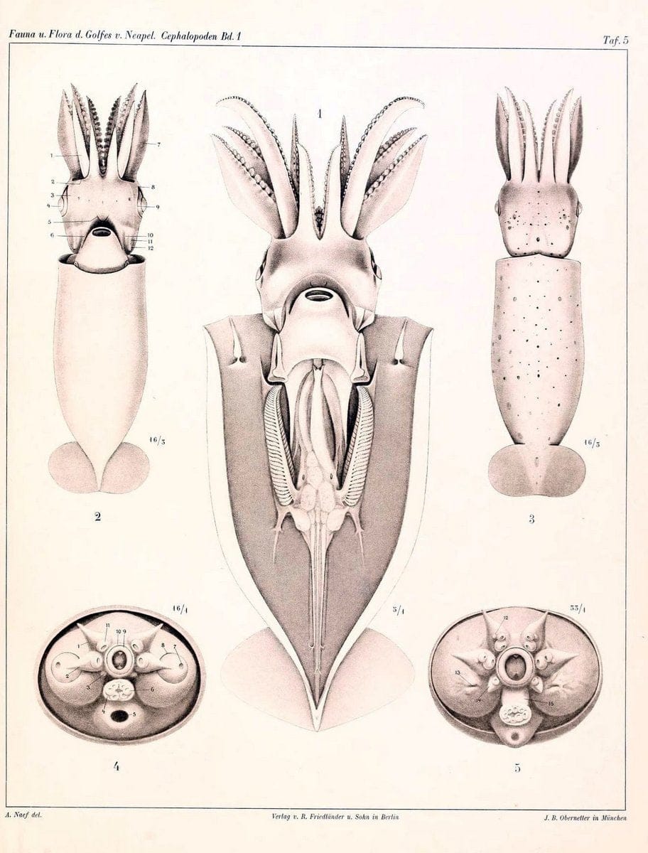 Die Cephalopoden, I. Teil /.Berlin :R. FriedlÃ¤nder & Sohn,1921-1928.. |  | Vintage Print Reproduction 471312