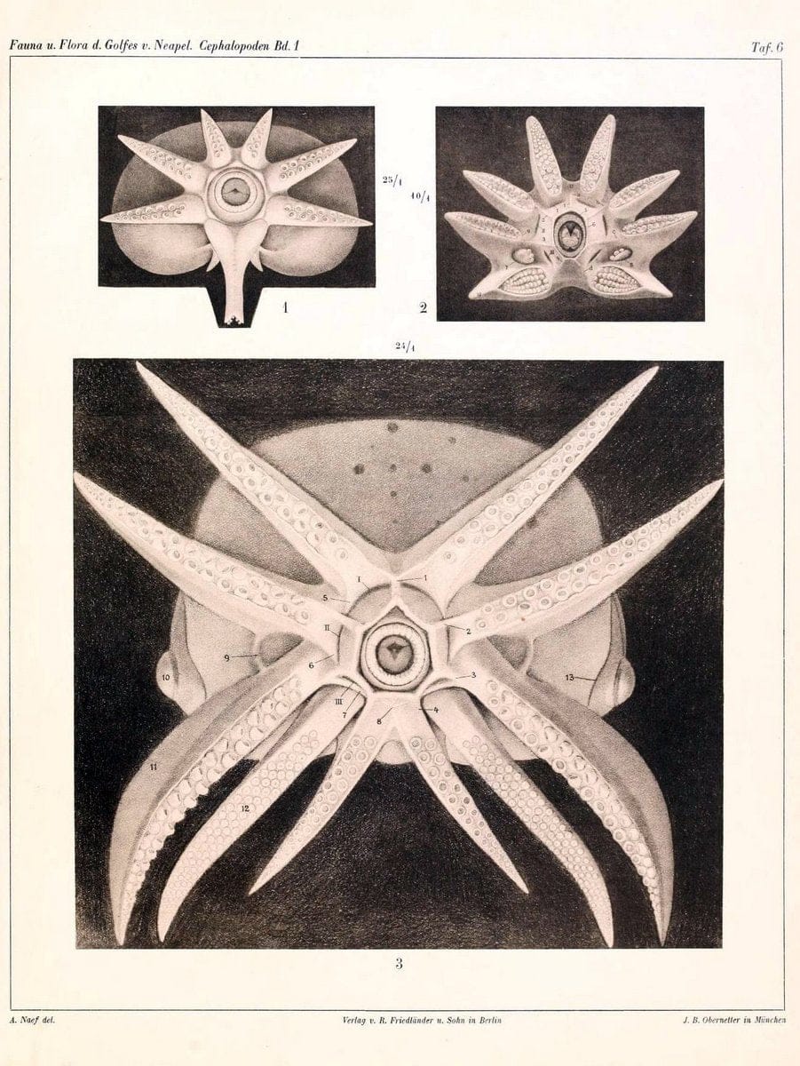 Die Cephalopoden, I. Teil /.Berlin :R. FriedlÃ¤nder & Sohn,1921-1928.. |  | Vintage Print Reproduction 471313