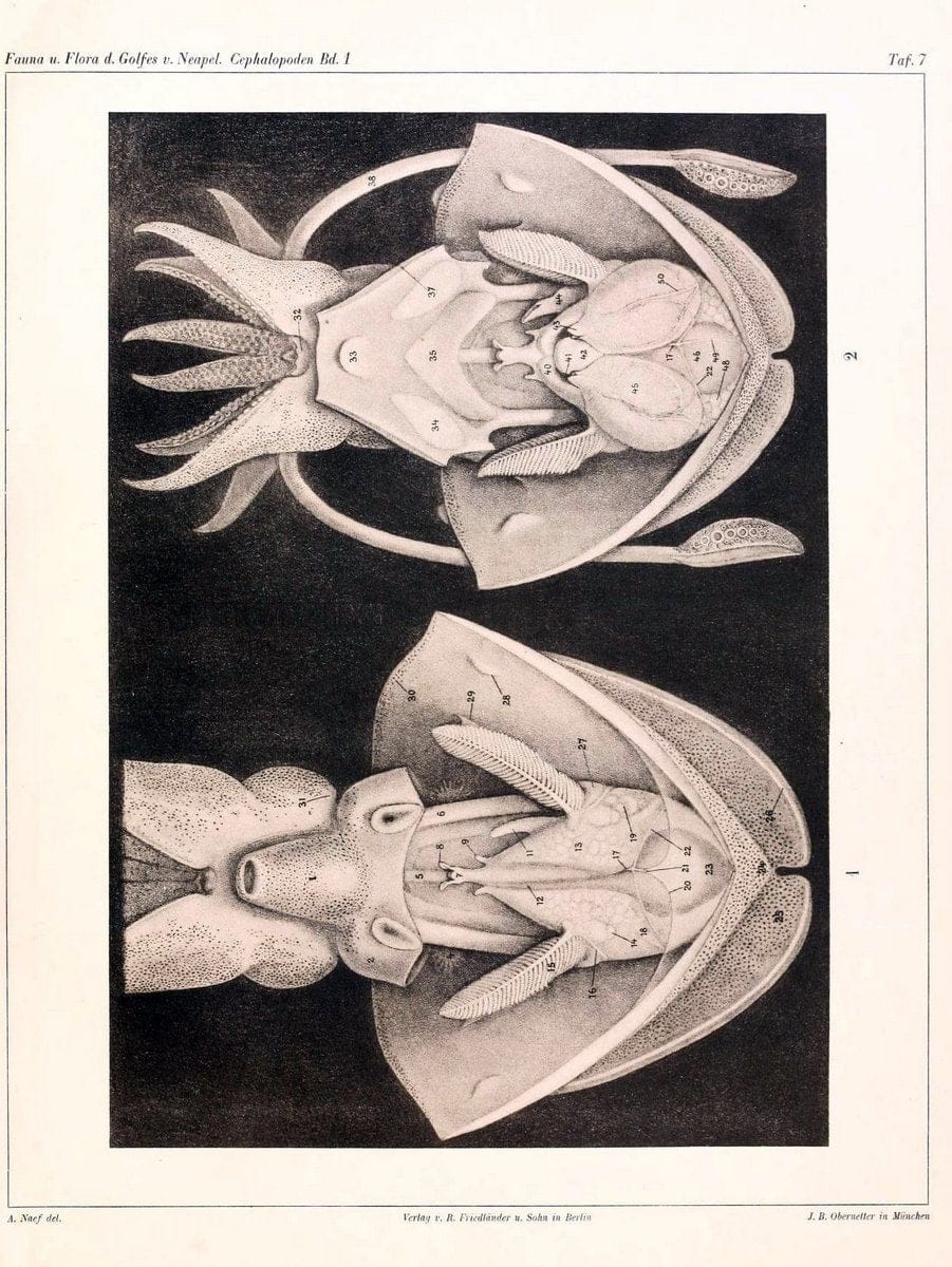 Die Cephalopoden, I. Teil /.Berlin :R. FriedlÃ¤nder & Sohn,1921-1928.. |  | Vintage Print Reproduction 471314