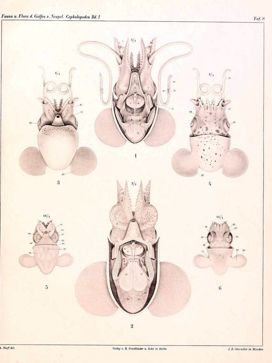 Die Cephalopoden, I. Teil /.Berlin :R. FriedlÃ¤nder & Sohn,1921-1928.. |  | Vintage Print Reproduction 471315