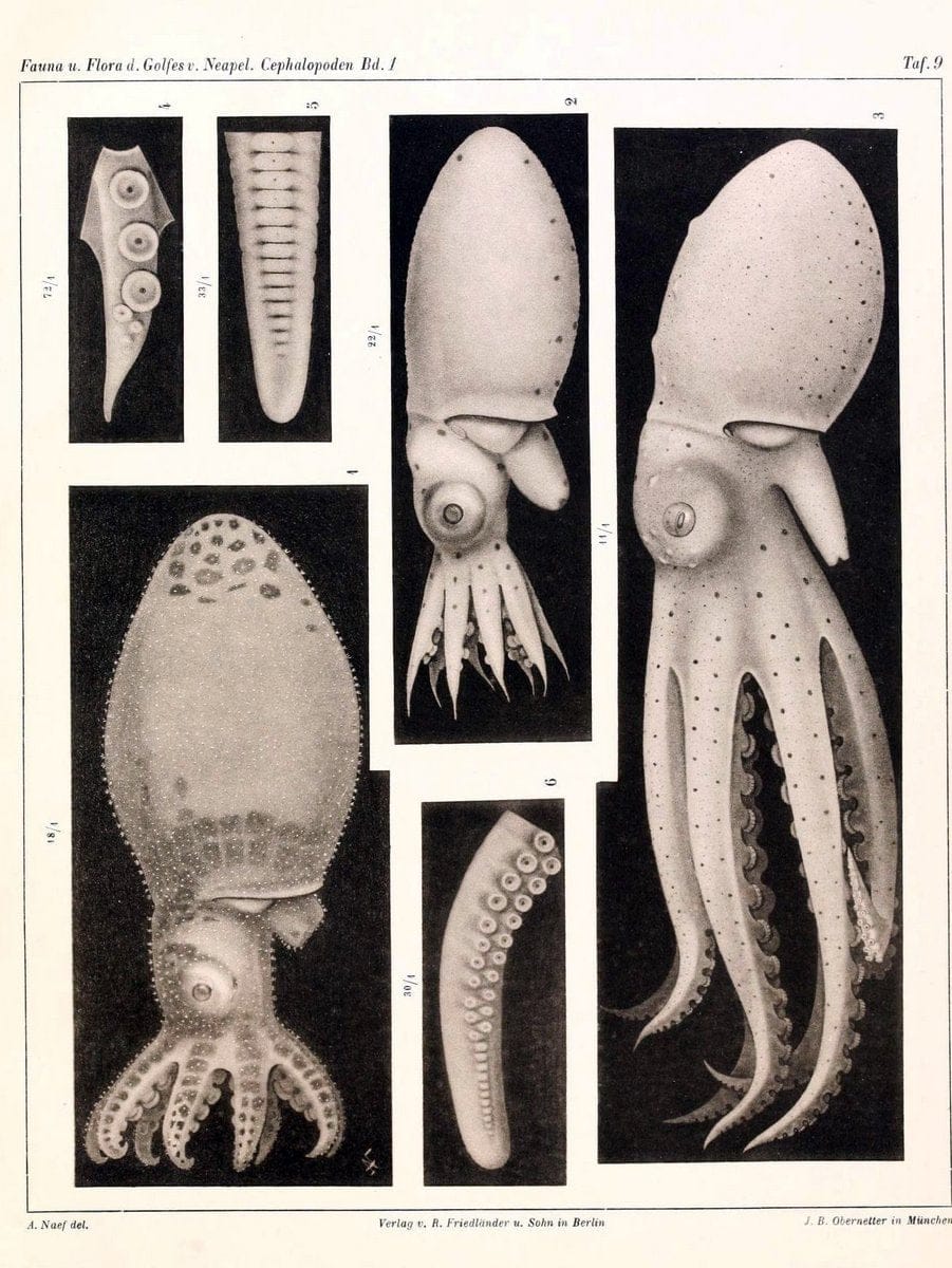 Die Cephalopoden, I. Teil /.Berlin :R. FriedlÃ¤nder & Sohn,1921-1928.. |  | Vintage Print Reproduction 471316