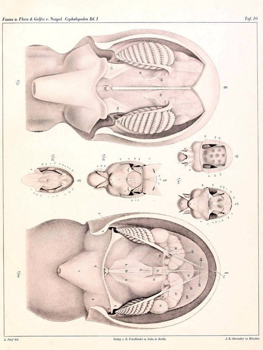 Die Cephalopoden, I. Teil /.Berlin :R. FriedlÃ¤nder & Sohn,1921-1928.. |  | Vintage Print Reproduction 471317