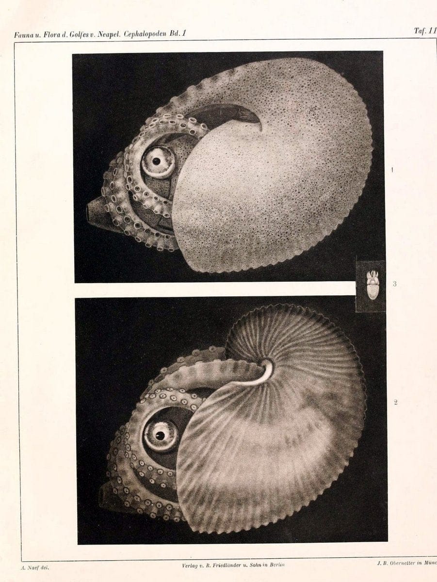 Die Cephalopoden, I. Teil /.Berlin :R. FriedlÃ¤nder & Sohn,1921-1928.. |  | Vintage Print Reproduction 471318