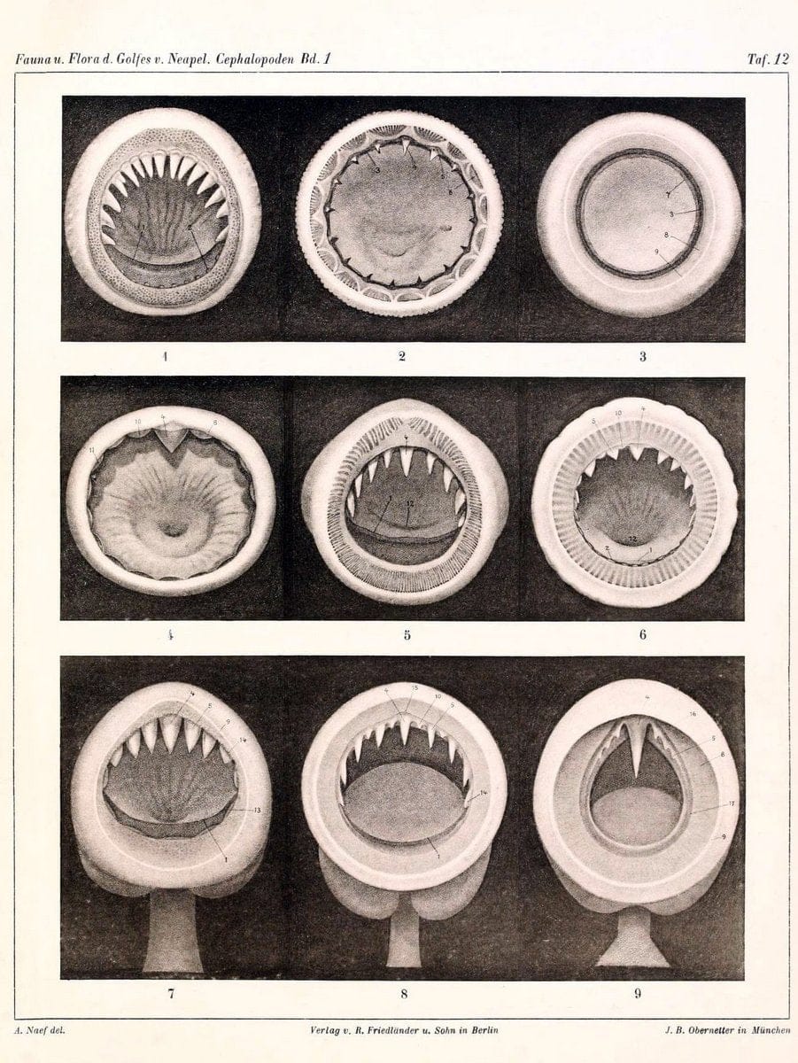 Die Cephalopoden, I. Teil /.Berlin :R. FriedlÃ¤nder & Sohn,1921-1928.. |  | Vintage Print Reproduction 471319