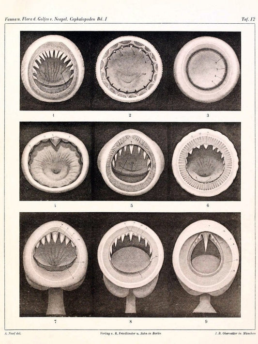 Die Cephalopoden, I. Teil /.Berlin :R. FriedlÃ¤nder & Sohn,1921-1928.. |  | Vintage Print Reproduction 471319