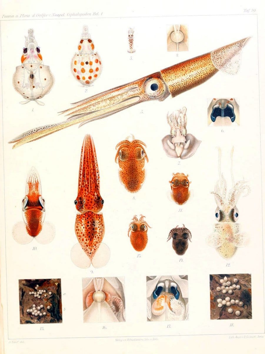 Die Cephalopoden, I. Teil /.Berlin :R. FriedlÃ¤nder & Sohn,1921-1928.. |  | Vintage Print Reproduction 471320