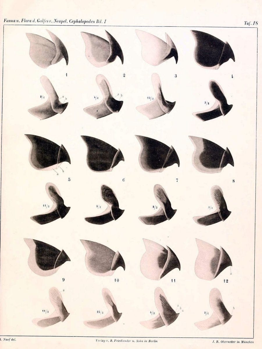 Die Cephalopoden, I. Teil /.Berlin :R. FriedlÃ¤nder & Sohn,1921-1928.. |  | Vintage Print Reproduction 471321
