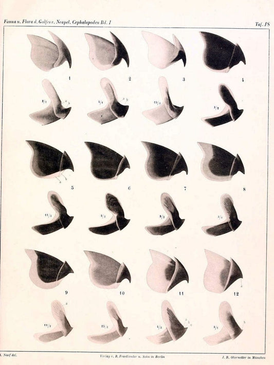 Die Cephalopoden, I. Teil /.Berlin :R. FriedlÃ¤nder & Sohn,1921-1928.. |  | Vintage Print Reproduction 471321
