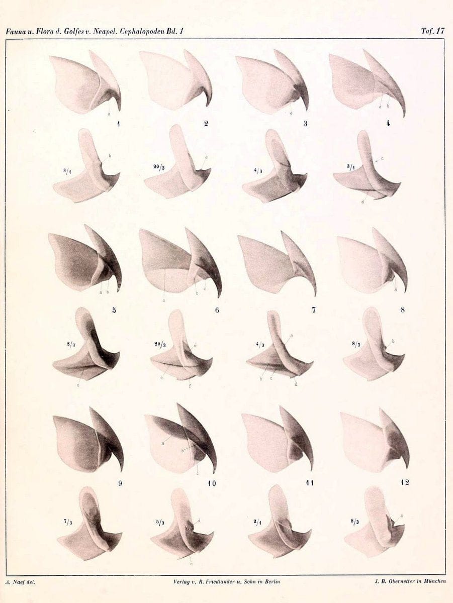 Die Cephalopoden, I. Teil /.Berlin :R. FriedlÃ¤nder & Sohn,1921-1928.. |  | Vintage Print Reproduction 471322
