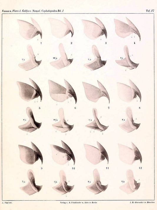 Die Cephalopoden, I. Teil /.Berlin :R. FriedlÃ¤nder & Sohn,1921-1928.. |  | Vintage Print Reproduction 471322