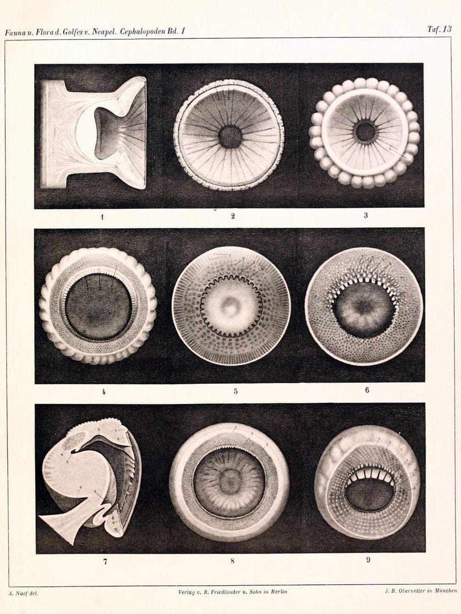 Die Cephalopoden, I. Teil /.Berlin :R. FriedlÃ¤nder & Sohn,1921-1928.. |  | Vintage Print Reproduction 471323