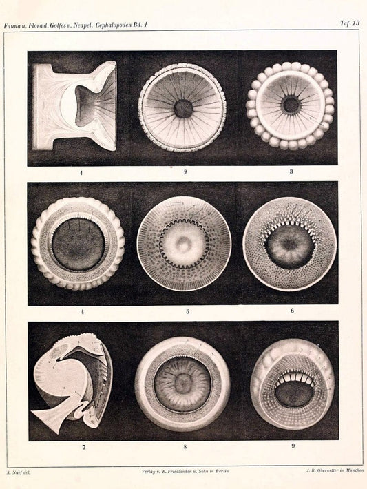 Die Cephalopoden, I. Teil /.Berlin :R. FriedlÃ¤nder & Sohn,1921-1928.. |  | Vintage Print Reproduction 471323