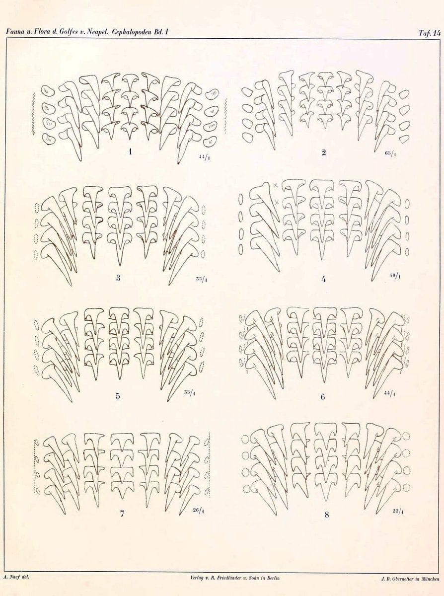 Die Cephalopoden, I. Teil /.Berlin :R. FriedlÃ¤nder & Sohn,1921-1928.. |  | Vintage Print Reproduction 471324