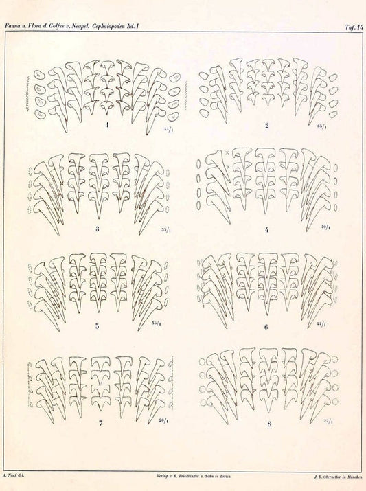Die Cephalopoden, I. Teil /.Berlin :R. FriedlÃ¤nder & Sohn,1921-1928.. |  | Vintage Print Reproduction 471324