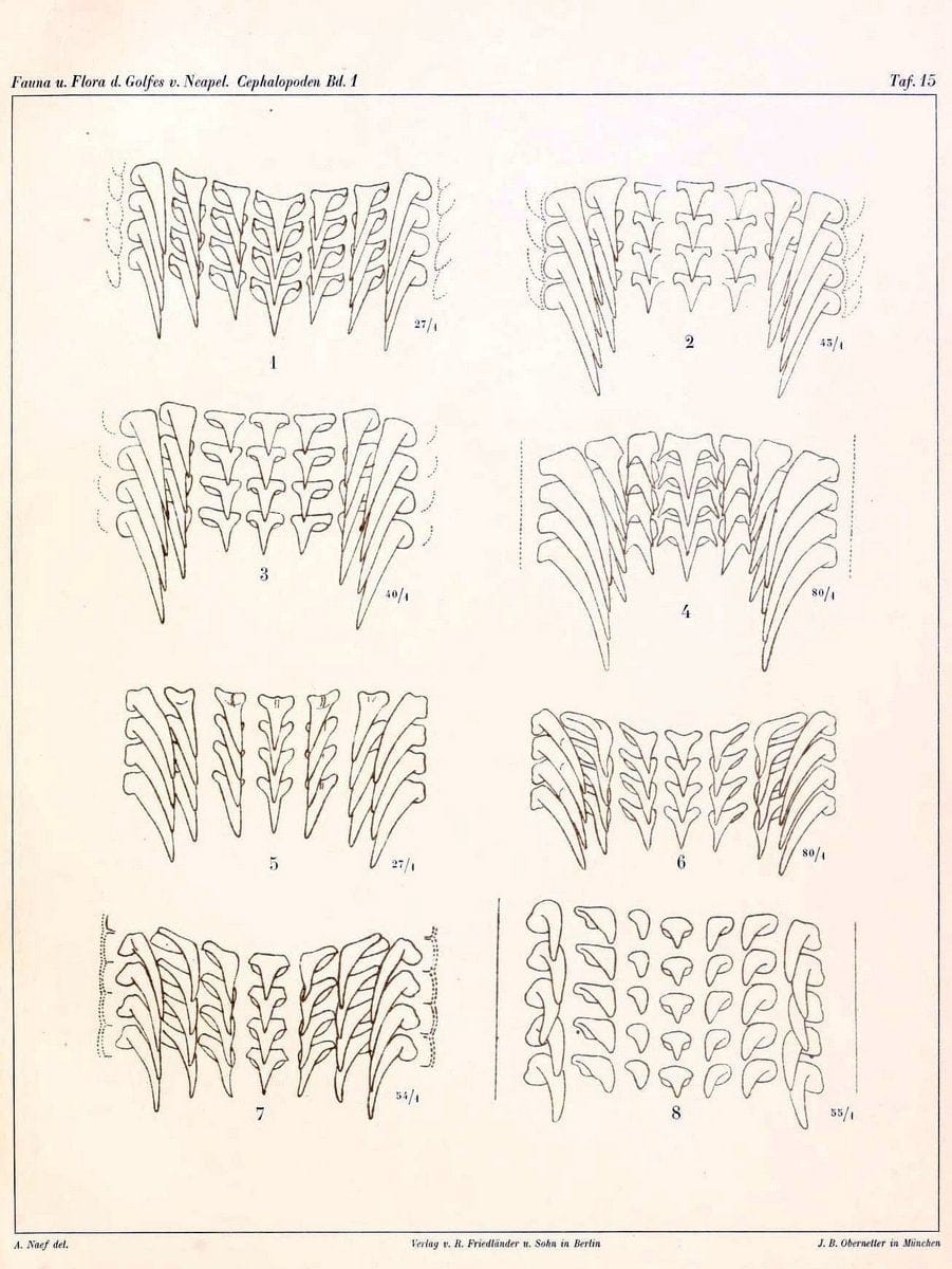 Die Cephalopoden, I. Teil /.Berlin :R. FriedlÃ¤nder & Sohn,1921-1928.. |  | Vintage Print Reproduction 471325