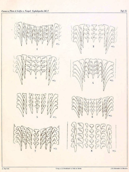Die Cephalopoden, I. Teil /.Berlin :R. FriedlÃ¤nder & Sohn,1921-1928.. |  | Vintage Print Reproduction 471325