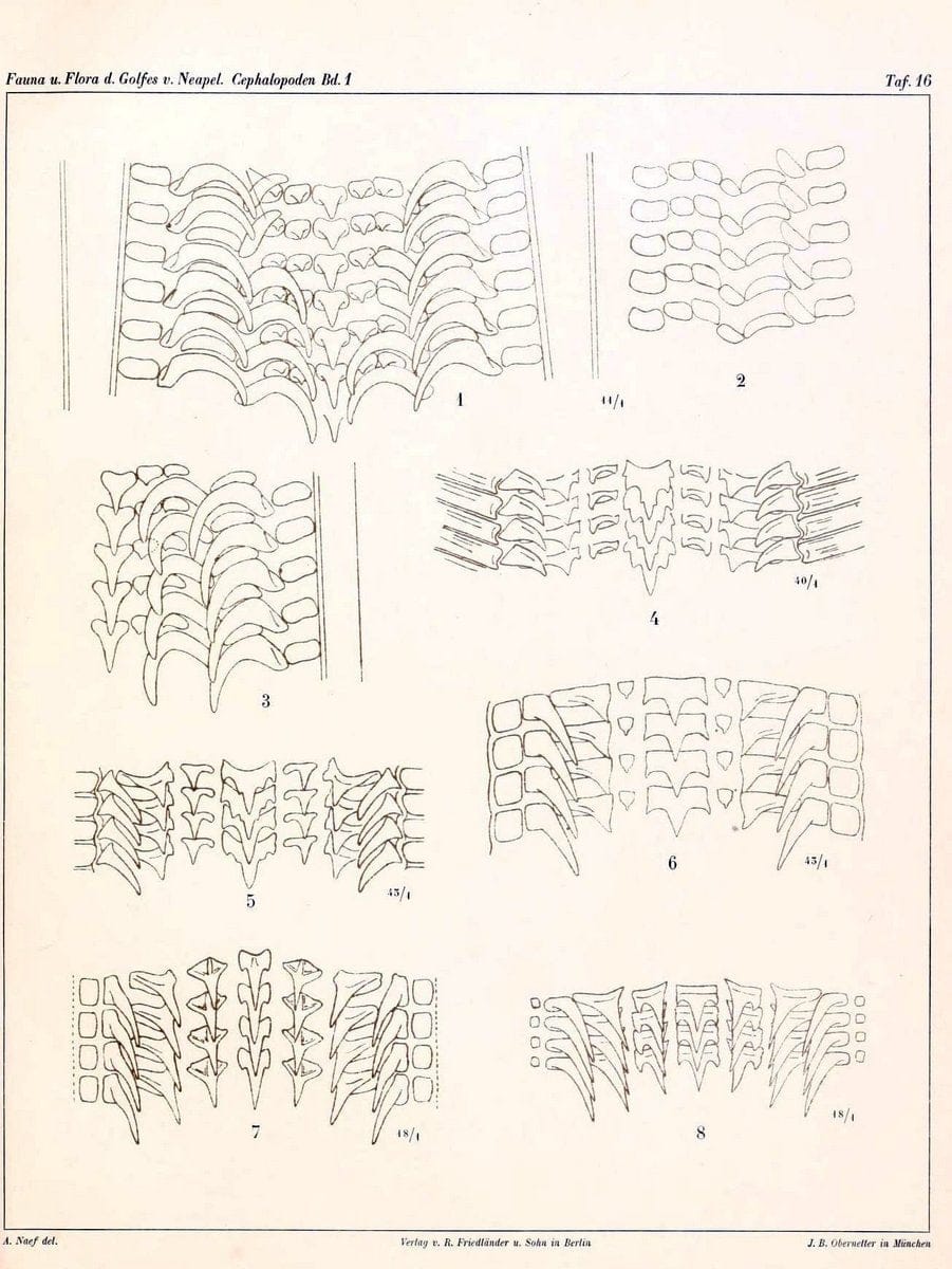 Die Cephalopoden, I. Teil /.Berlin :R. FriedlÃ¤nder & Sohn,1921-1928.. |  | Vintage Print Reproduction 471326