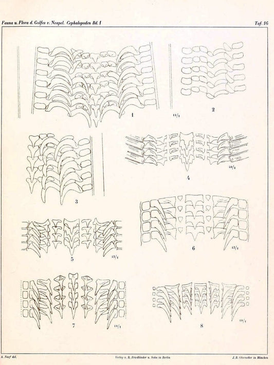 Die Cephalopoden, I. Teil /.Berlin :R. FriedlÃ¤nder & Sohn,1921-1928.. |  | Vintage Print Reproduction 471326