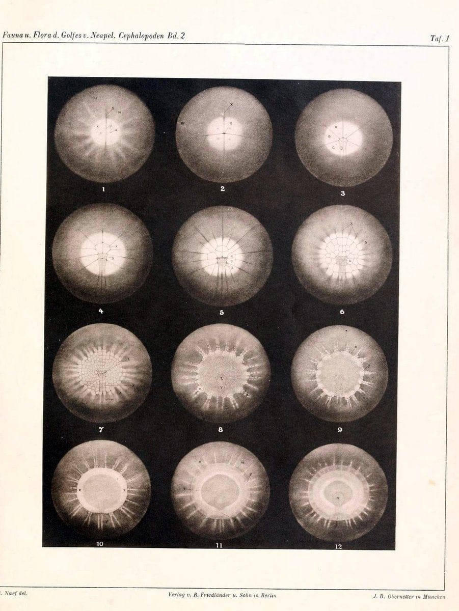 Die Cephalopoden, I. Teil /.Berlin :R. FriedlÃ¤nder & Sohn,1921-1928.. |  | Vintage Print Reproduction 471327