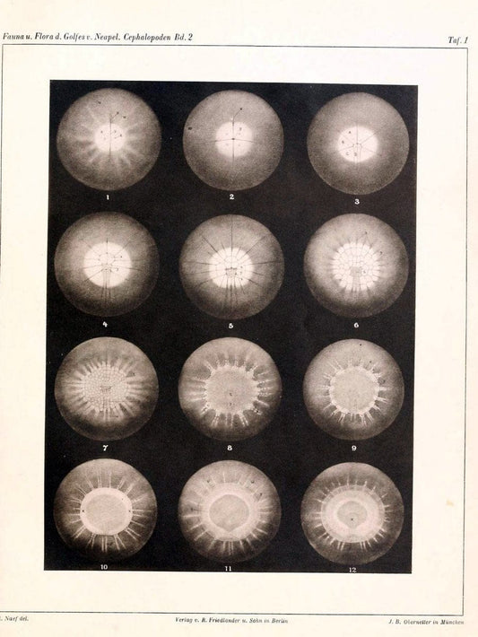 Die Cephalopoden, I. Teil /.Berlin :R. FriedlÃ¤nder & Sohn,1921-1928.. |  | Vintage Print Reproduction 471327