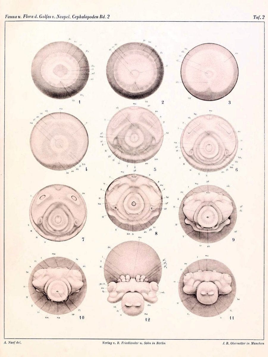 Die Cephalopoden, I. Teil /.Berlin :R. FriedlÃ¤nder & Sohn,1921-1928.. |  | Vintage Print Reproduction 471328