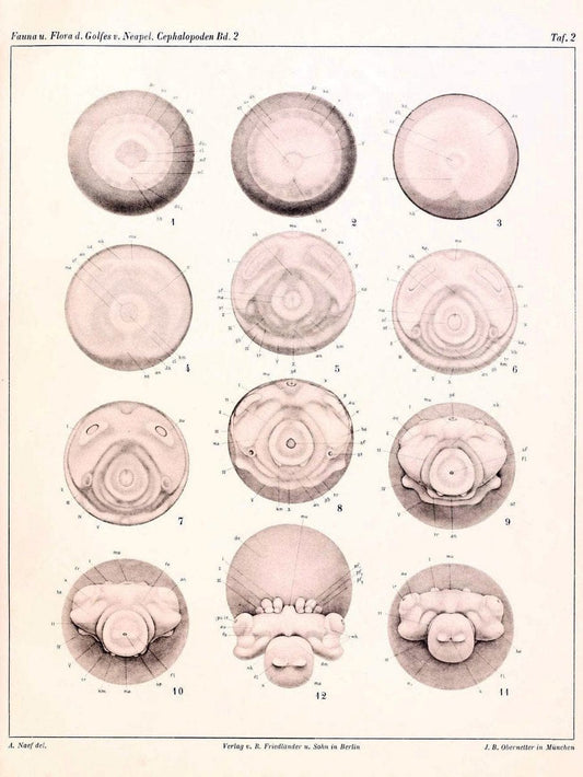 Die Cephalopoden, I. Teil /.Berlin :R. FriedlÃ¤nder & Sohn,1921-1928.. |  | Vintage Print Reproduction 471328