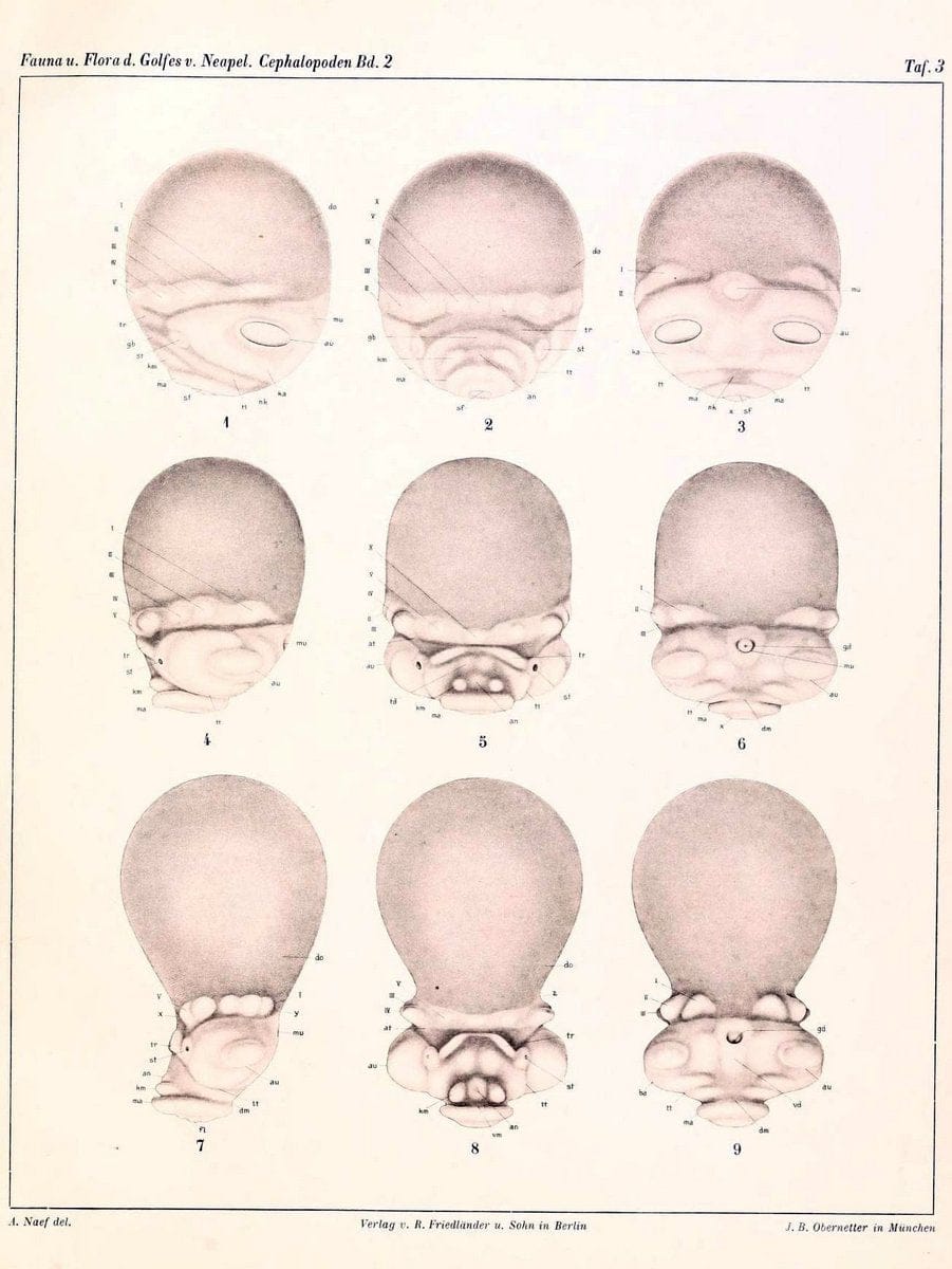 Die Cephalopoden, I. Teil /.Berlin :R. FriedlÃ¤nder & Sohn,1921-1928.. |  | Vintage Print Reproduction 471329