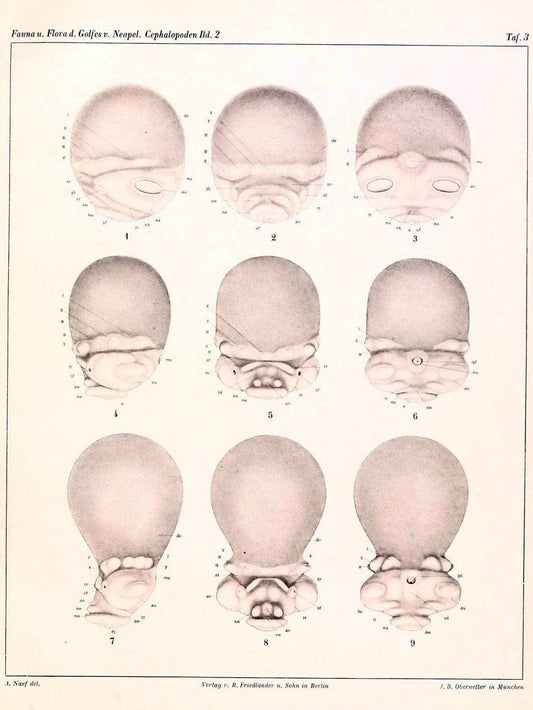 Die Cephalopoden, I. Teil /.Berlin :R. FriedlÃ¤nder & Sohn,1921-1928.. |  | Vintage Print Reproduction 471329
