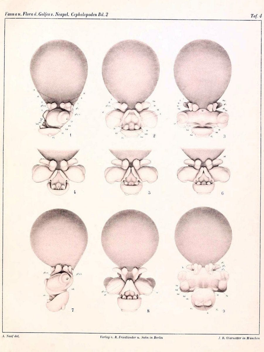 Die Cephalopoden, I. Teil /.Berlin :R. FriedlÃ¤nder & Sohn,1921-1928.. |  | Vintage Print Reproduction 471330