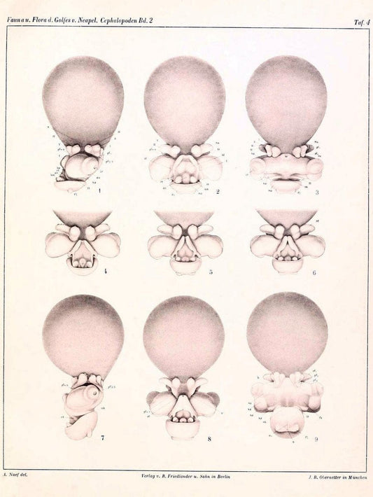 Die Cephalopoden, I. Teil /.Berlin :R. FriedlÃ¤nder & Sohn,1921-1928.. |  | Vintage Print Reproduction 471330