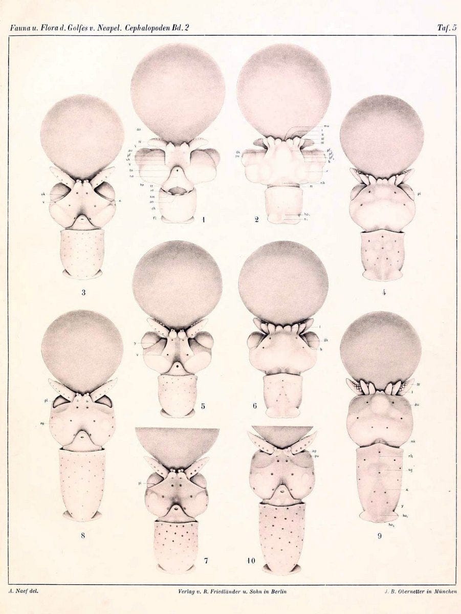 Die Cephalopoden, I. Teil /.Berlin :R. FriedlÃ¤nder & Sohn,1921-1928.. |  | Vintage Print Reproduction 471331