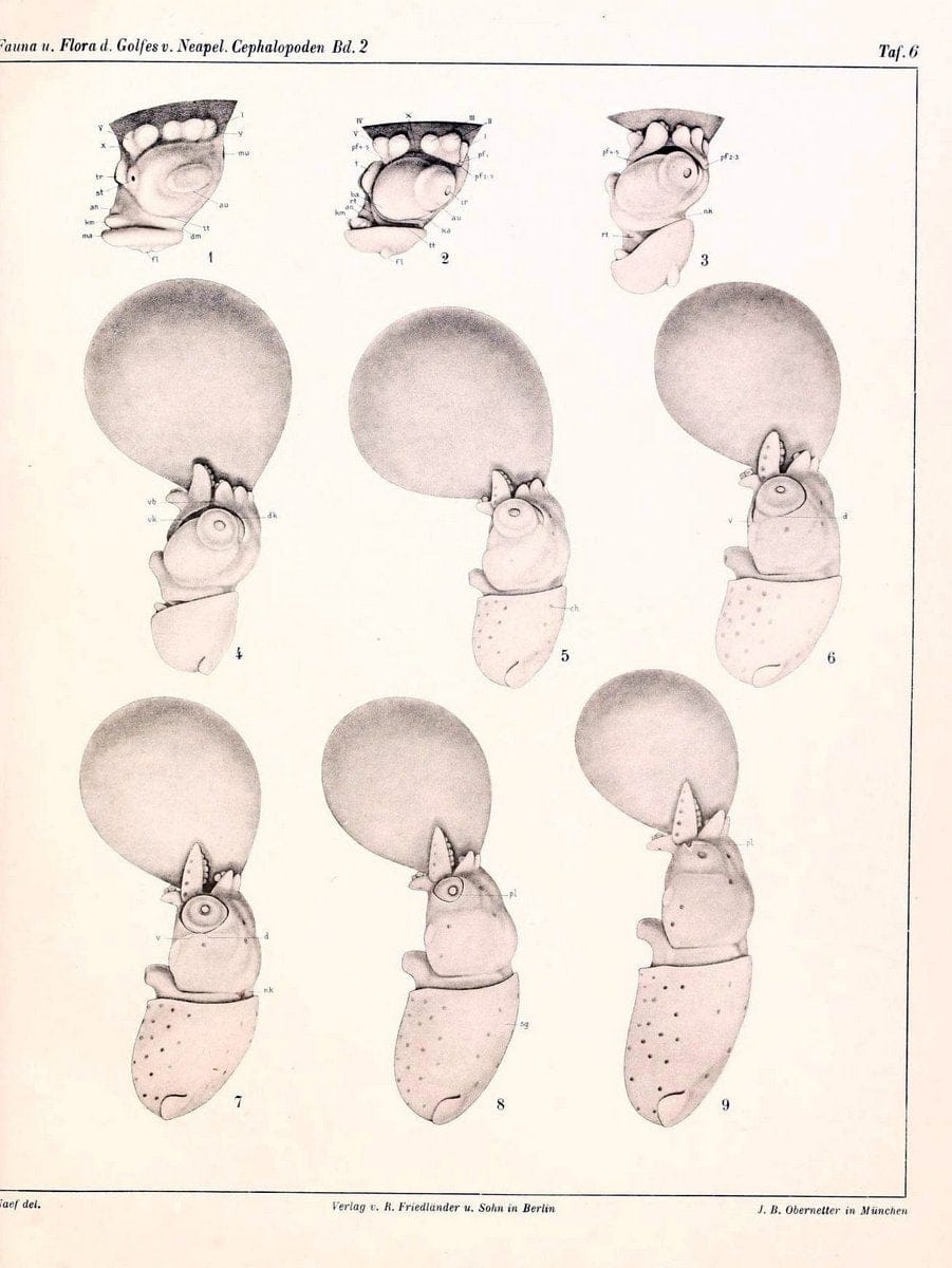 Die Cephalopoden, I. Teil /.Berlin :R. FriedlÃ¤nder & Sohn,1921-1928.. |  | Vintage Print Reproduction 471332