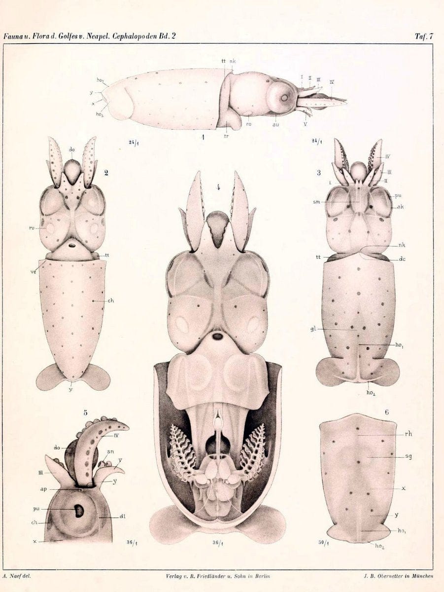 Die Cephalopoden, I. Teil /.Berlin :R. FriedlÃ¤nder & Sohn,1921-1928.. |  | Vintage Print Reproduction 471333