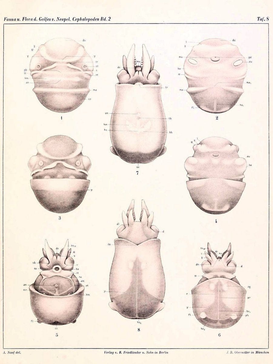 Die Cephalopoden, I. Teil /.Berlin :R. FriedlÃ¤nder & Sohn,1921-1928.. |  | Vintage Print Reproduction 471334