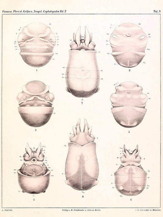 Die Cephalopoden, I. Teil /.Berlin :R. FriedlÃ¤nder & Sohn,1921-1928.. |  | Vintage Print Reproduction 471334