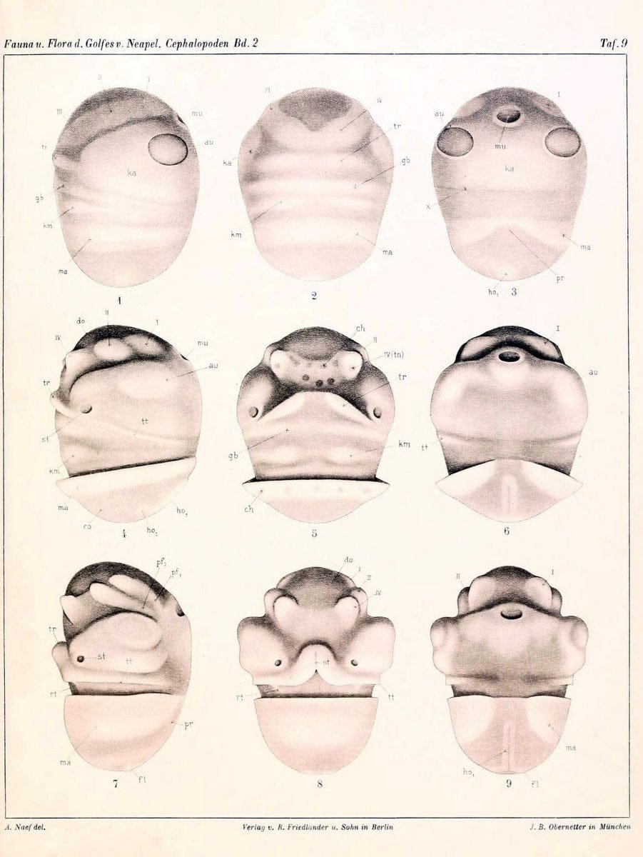 Die Cephalopoden, I. Teil /.Berlin :R. FriedlÃ¤nder & Sohn,1921-1928.. |  | Vintage Print Reproduction 471335