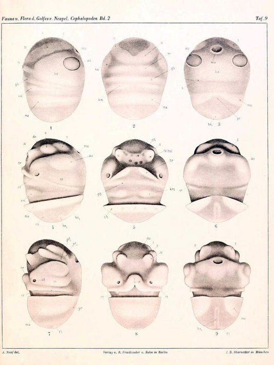 Die Cephalopoden, I. Teil /.Berlin :R. FriedlÃ¤nder & Sohn,1921-1928.. |  | Vintage Print Reproduction 471335