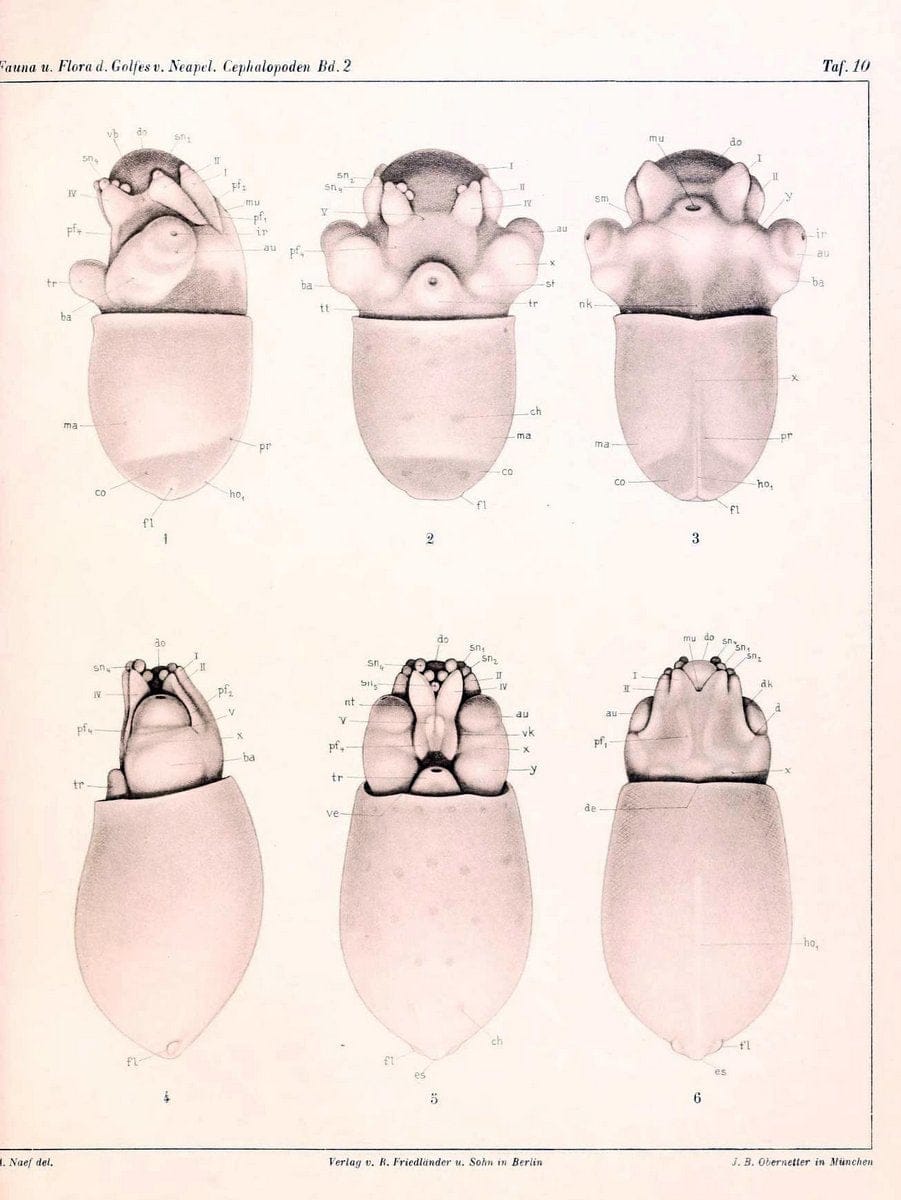 Die Cephalopoden, I. Teil /.Berlin :R. FriedlÃ¤nder & Sohn,1921-1928.. |  | Vintage Print Reproduction 471336