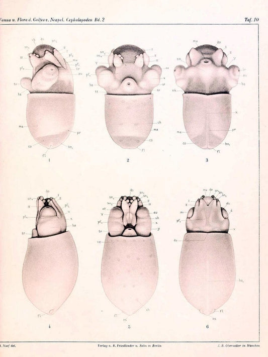 Die Cephalopoden, I. Teil /.Berlin :R. FriedlÃ¤nder & Sohn,1921-1928.. |  | Vintage Print Reproduction 471336